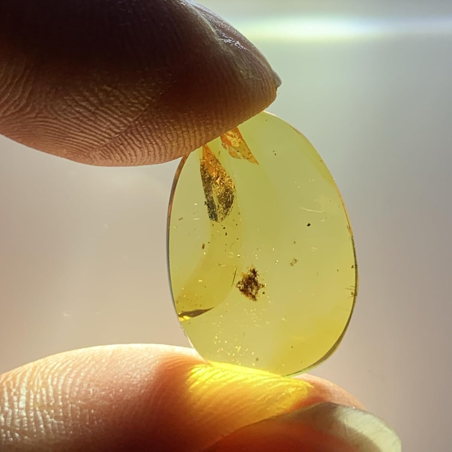 Burmese burmite Cretaceous Animal Hair Insect Fossil Amber Myanmar