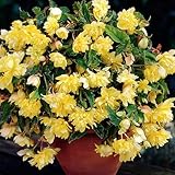 Bégonia jaune retombant bulbes à fleurs d'été pour suspensions et massifs