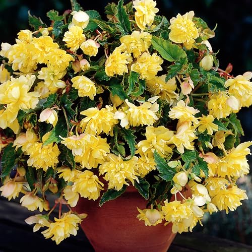 Begonia Yellow Cascade - Tuberous Perennial - Summer Flowering Garden Bulbs - Live Trailing Plants for Hanging Baskets and Pots - UK Gardens (3 Bulbs)