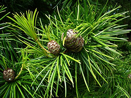 Koyamaki Japanese Umbrella Pine - Sciadopitys verticillata - Quart Pot