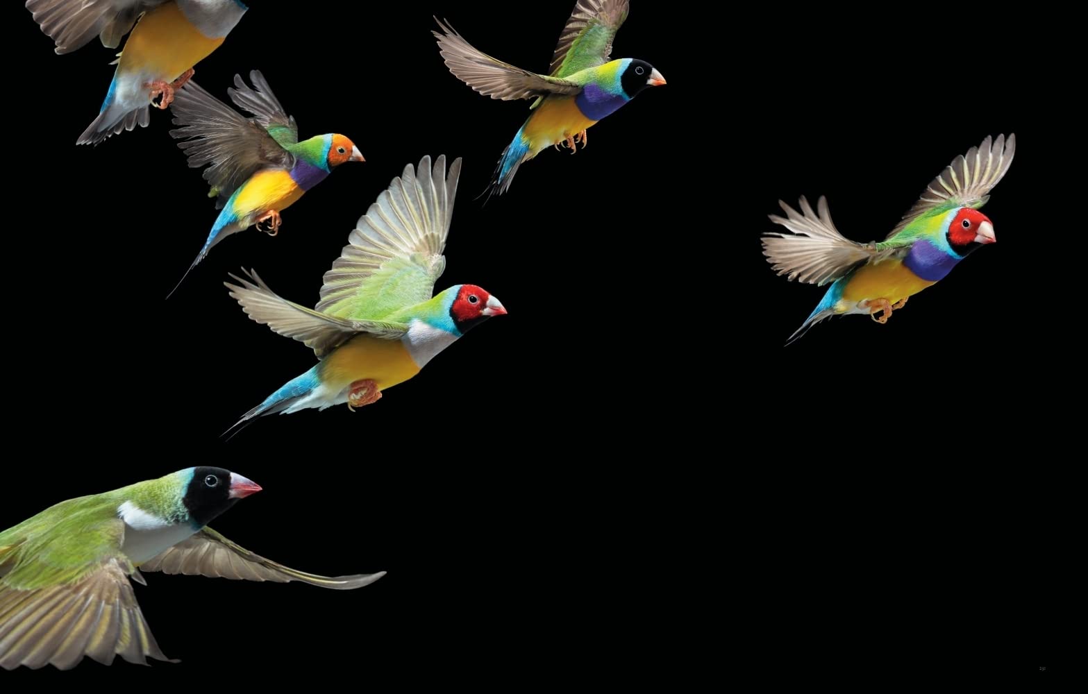 Vögel: Eine fotografische Liebeserklärung in Porträts. Foto-Bildband Vögel der Welt. Wissensbuch des Jahres 2022