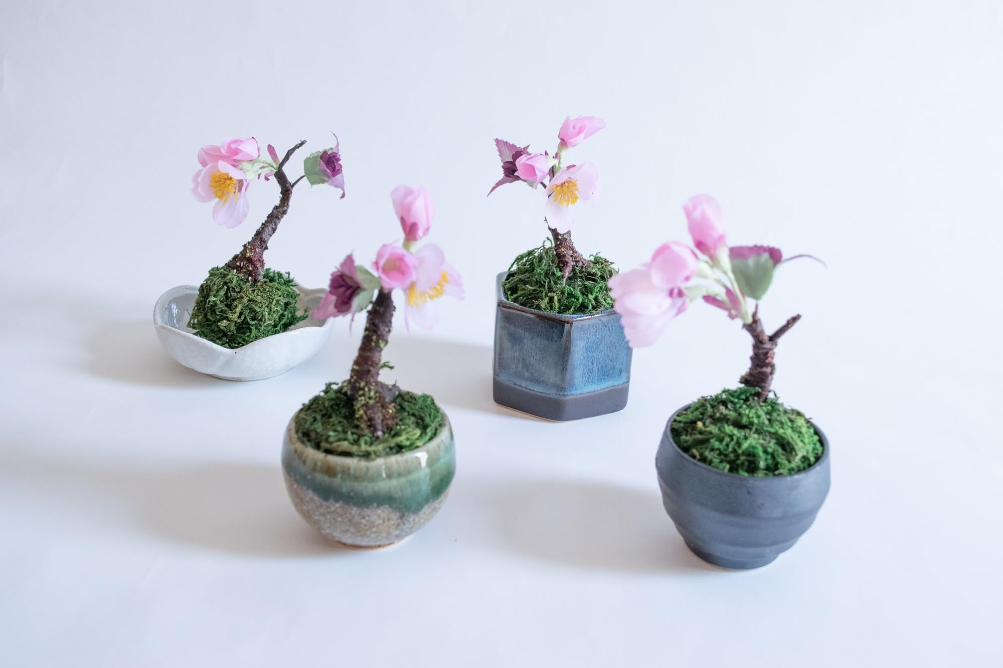 Amazon｜さくら盆栽 中 苔玉 丸皿 かわいい sakura 桜 盆栽 アート