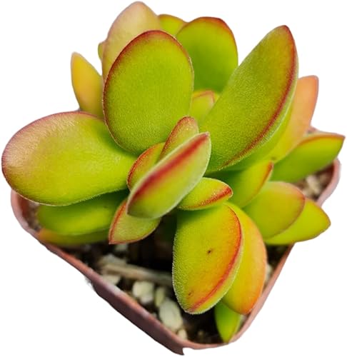 Vista 23 de Plantas de cactus suculentas vivas de USKC (maceta de 2 pulgadas)