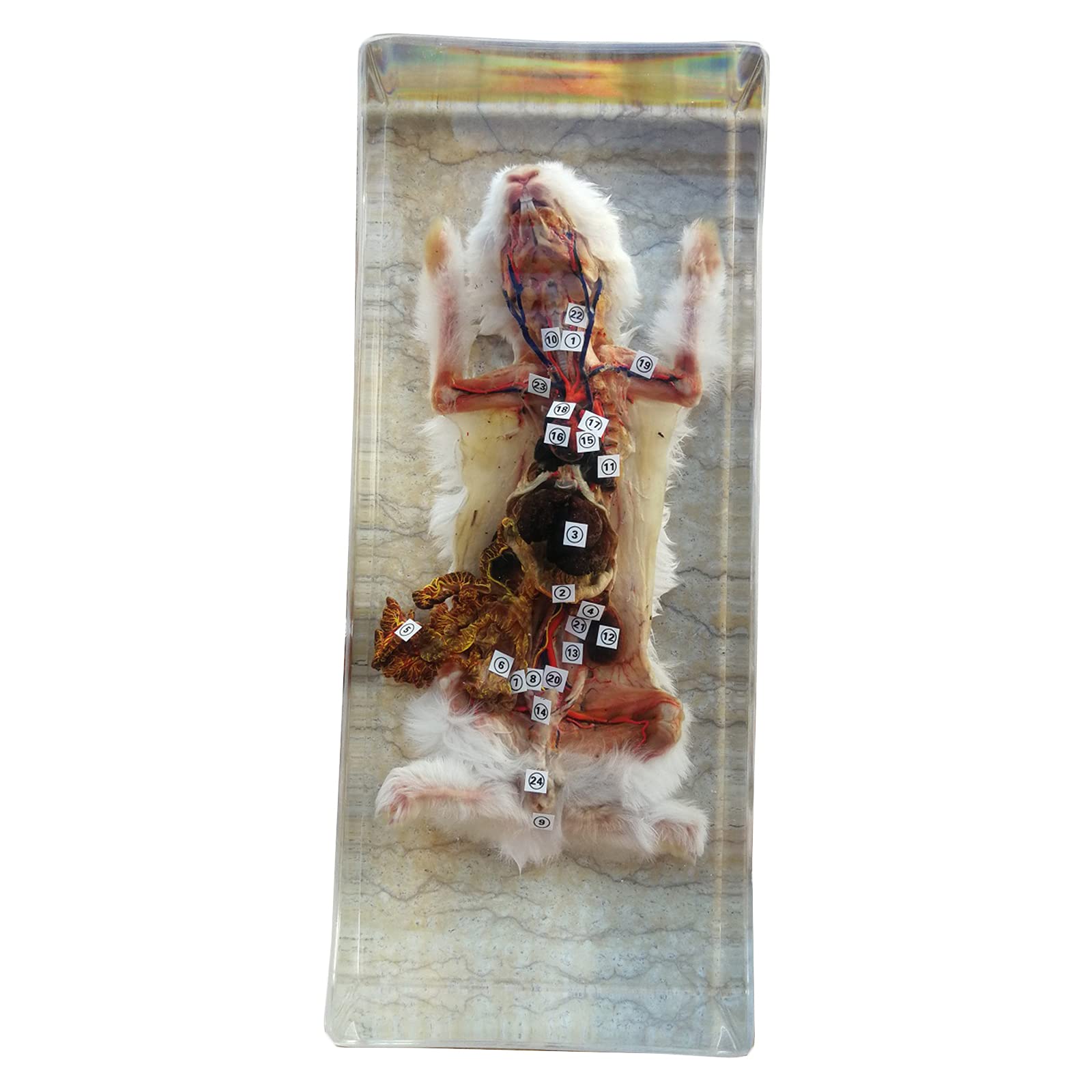 Buy K99 Resin Encased Rabbit Animal Specimen Rabbit Specimen