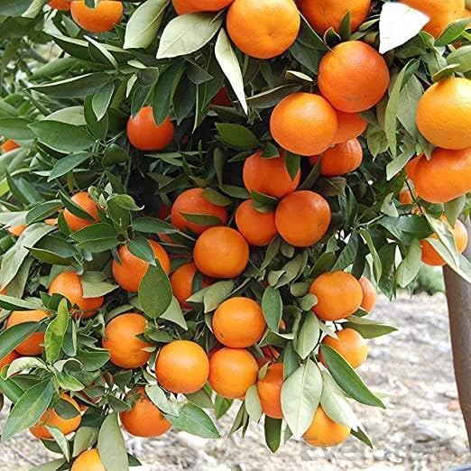 EverSneh Bonsai suitable Delicious Sweet Sharanpur Orange Plant All Season 1 Live Plant Mini Fruit Live Plant (B0B6VJ68C8) Amazon Price History, Amazon Price Tracker