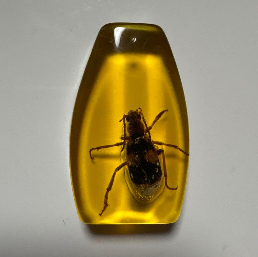 虫入り琥珀 ドミニカ産 激レア本物虫入り天然琥珀1億年前