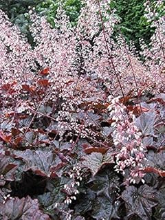 Coral Bells Perennial Plants, Live Heuchera with Color-Changing Purple F...