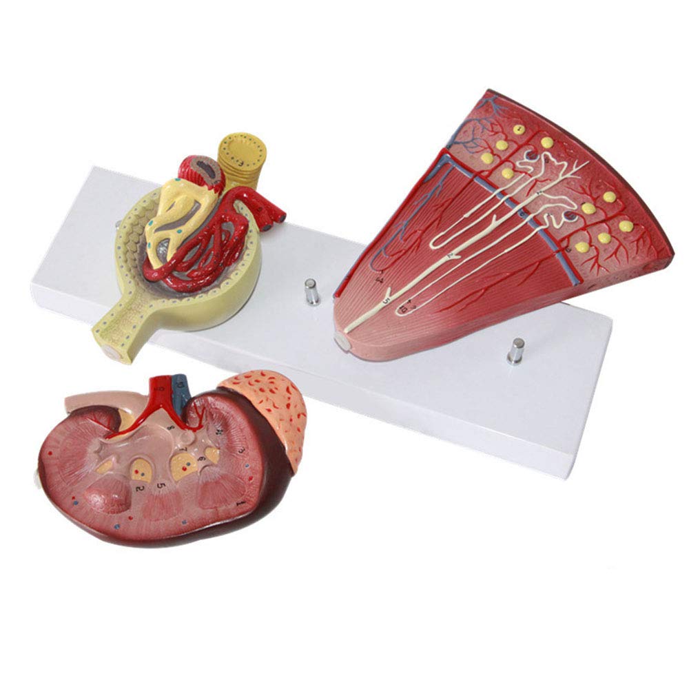 Modele dydaktyczne z zakresu biologii, Model anatomiczny układu moczowego kłębuszkowego do celów szkolnych, ozdoba laboratoryjna edukacyjnych