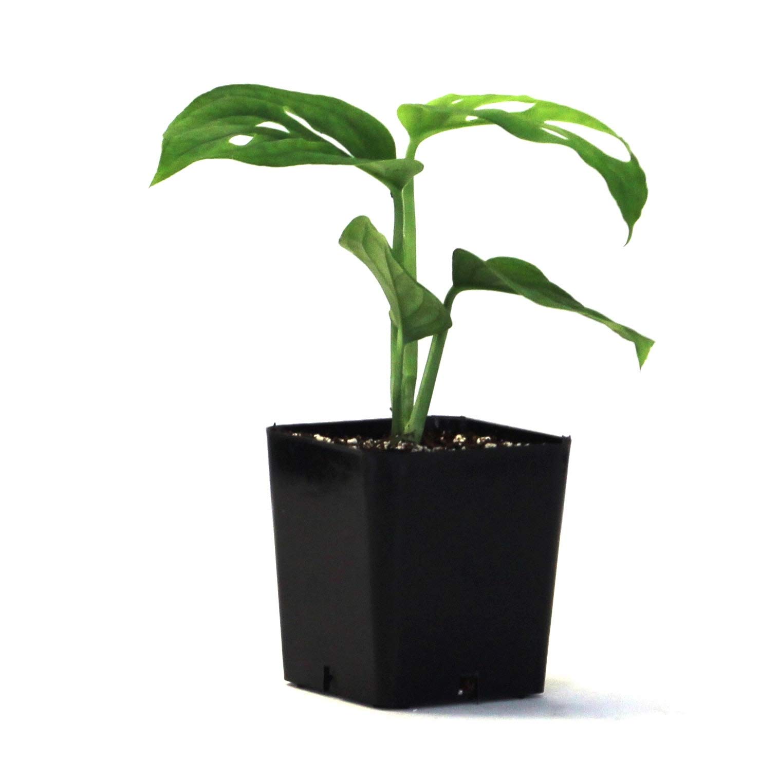 Amazon.com : Sprig & Stone Monstera adansonii syn. friedrichsthalii 'Swiss  Cheese Vine' : Patio, Lawn & Garden