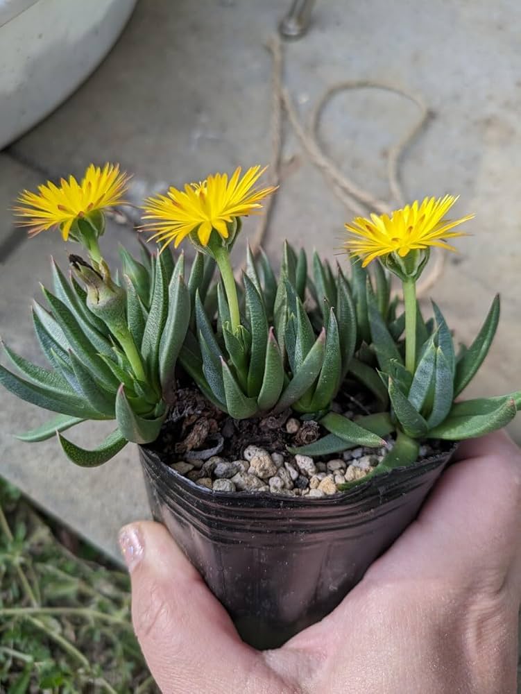 造花♪多肉植物と小花♪ ❇︎ #多肉植物 株の間から小さい秋見ぃつけたっ🍂 #高知県