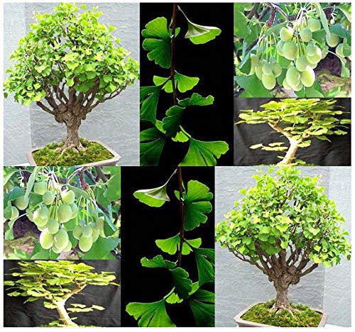 PlenTree 2018 nouvelles semences Heirloom 5 organique Ginkgo gingko de fruits noix Bonsaï à partir de semences Cover