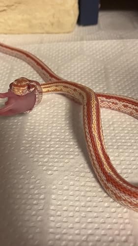 Amazon | 冷凍マウス ピンクマウス M 20匹 国産 SAfarm | SAfarm