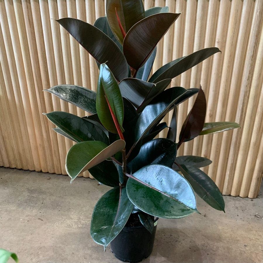 Live Rubber Plant, Indoor Garden Air Purifying Plant, Dark Green Variegated Leaves, Natural Real Plant with Black