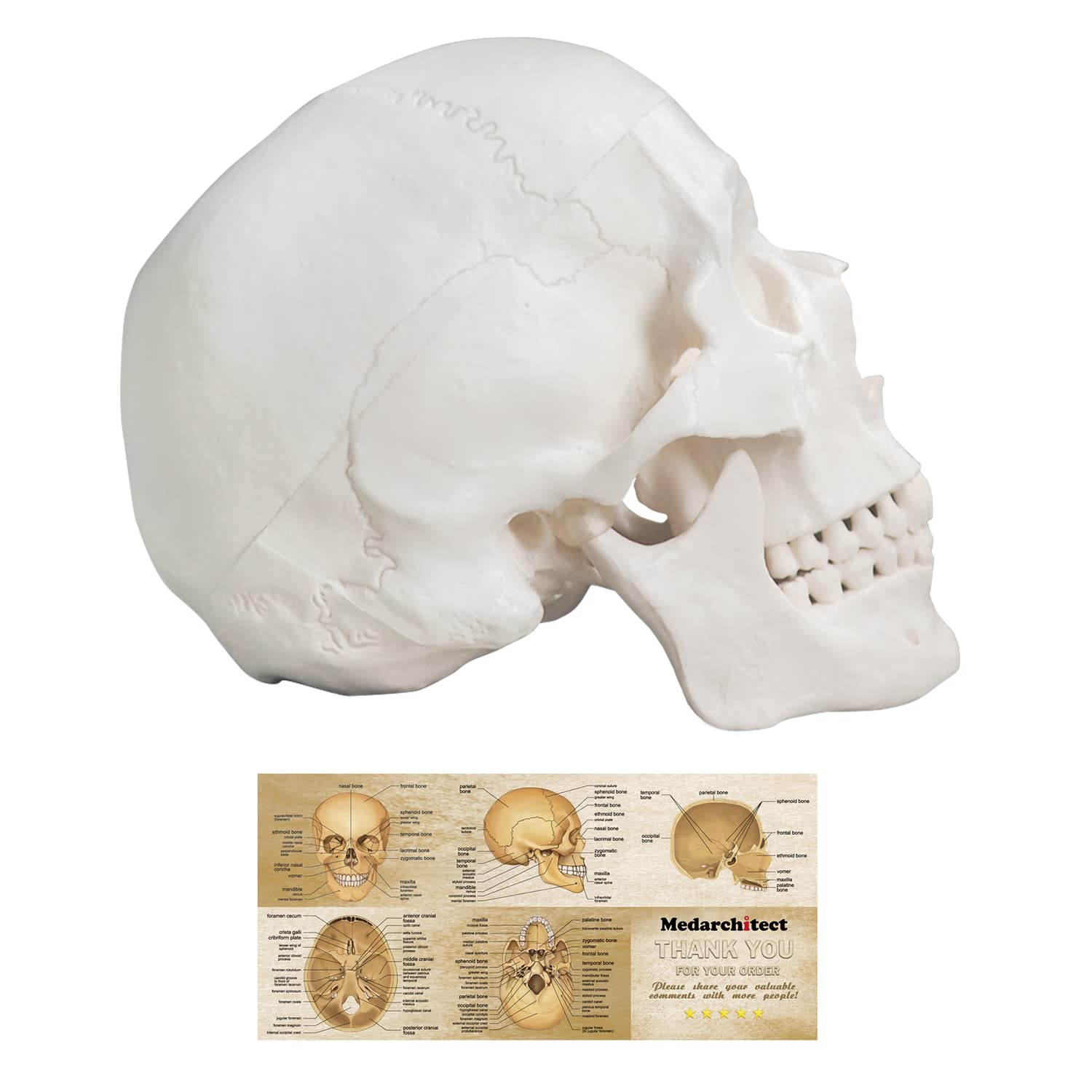 Modèle de crâne humain, taille réelle, modèle anatomique en 3 parties avec capuchon amovible et mandibule articulée pour étudian