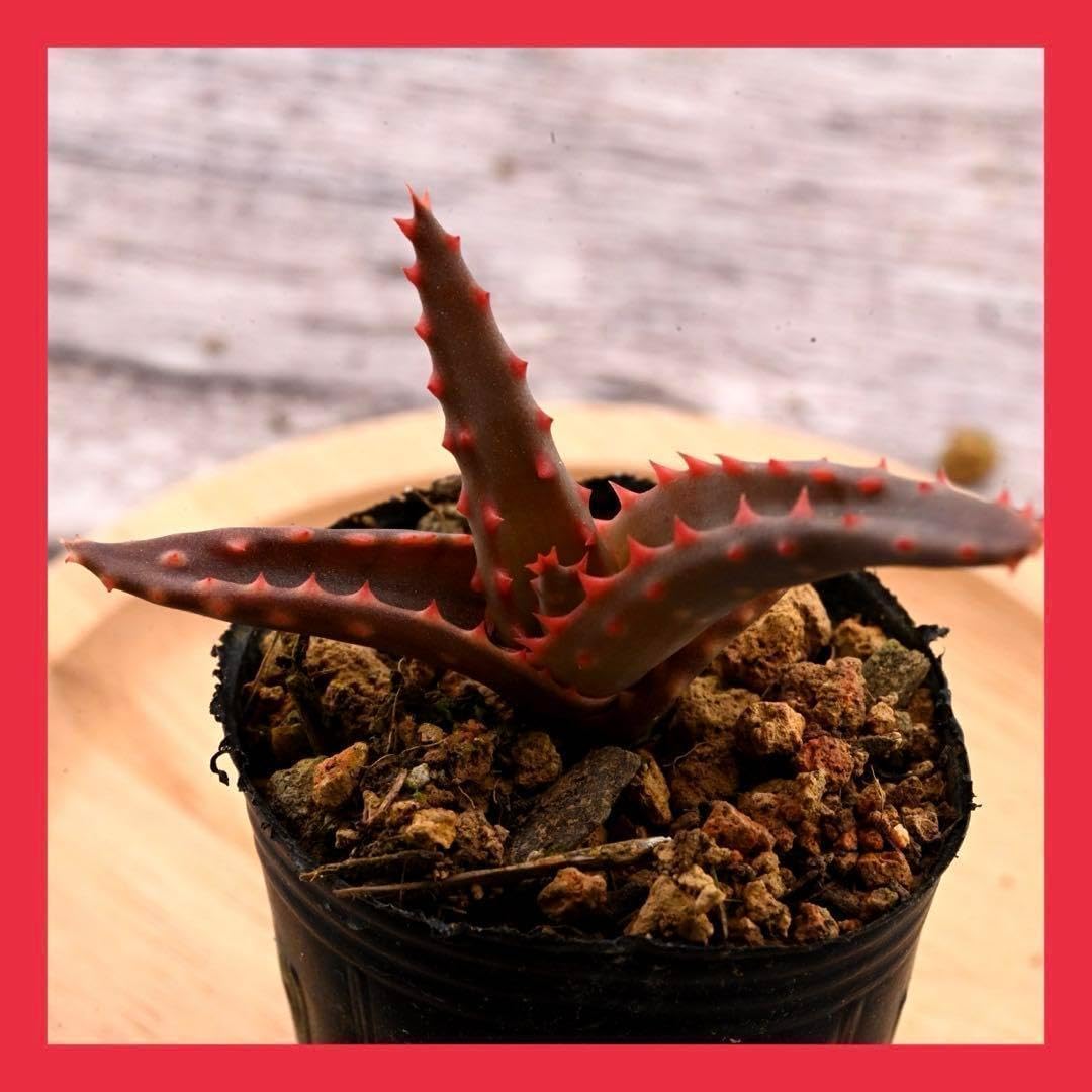 アロエ 実 多肉植物 札落ち 1177