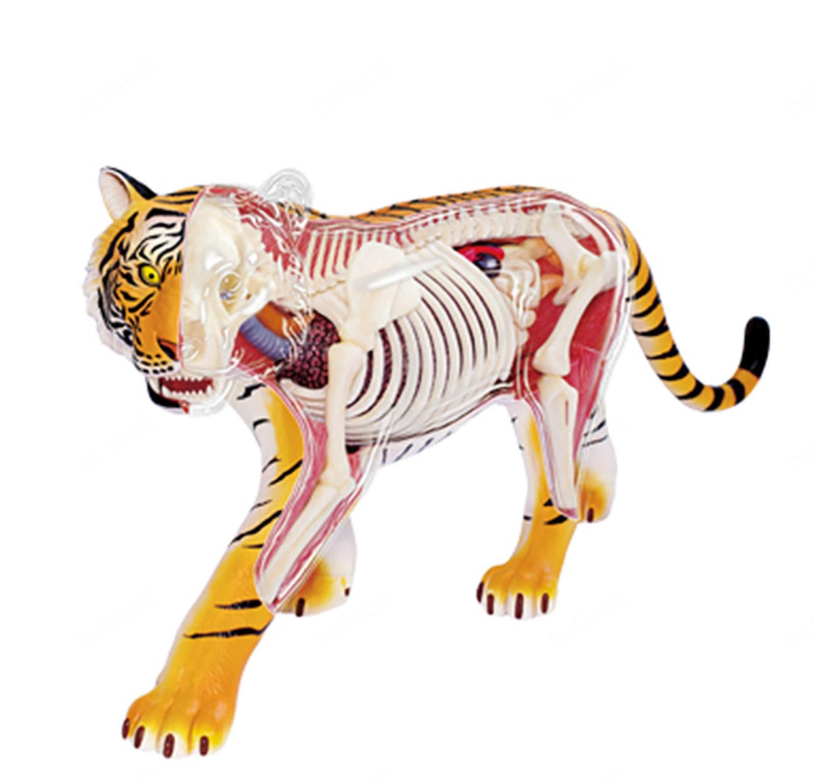 Model zwierzęcy, model anatomii psa 4D, szkielet psa kot/koń/krowa/świnia/świnia/zwierzę, próbka szkieletu zwierząt, zdejmowana biologia, nauczyciele szkół weterynaryjnych