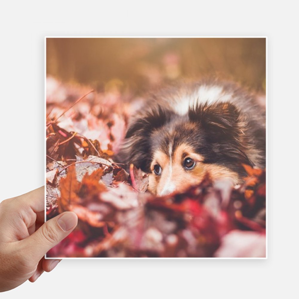 Pegatinas de mascotas de 20x20cm y vinilos decorativos de perros de DIYthinker pack de 4 piezas