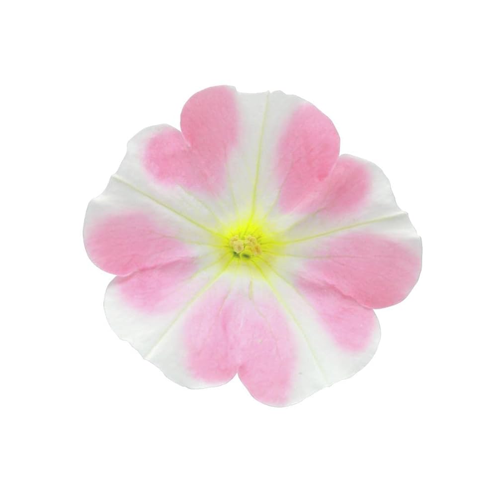 サフィニア　ももいろハート　苗3800円 サフィニア ももいろハート 苗3800円 サフィニア ももいろハート