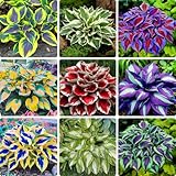 Hosta Seeds for Planting Mix 100pcs– Beautiful Shade Perennial Plants – Easy to Plant Garden Decor – Garden Gift for Plant Lovers