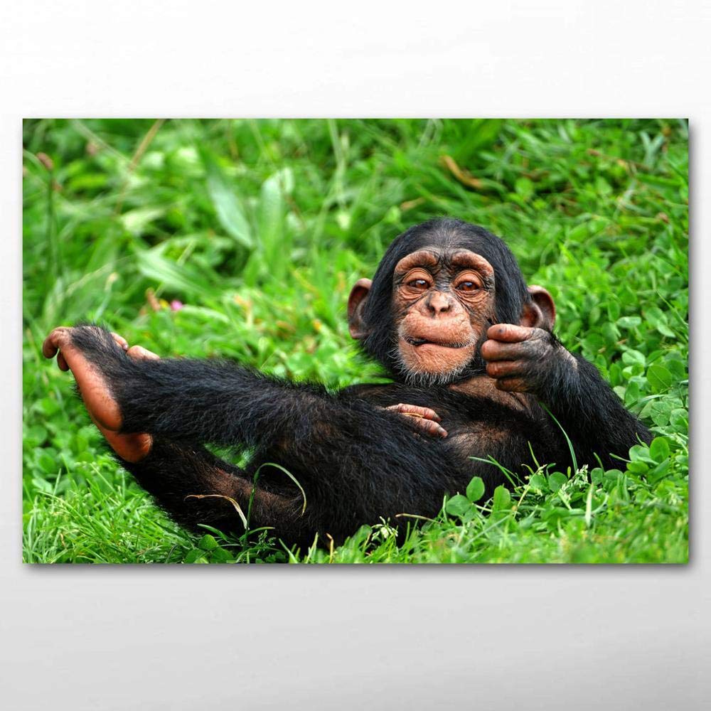 Amazon.co.jp: 装飾画赤ちゃん動物チンパンジーおかしい笑顔壁紙