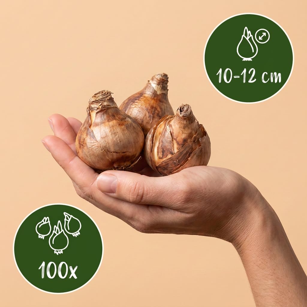 Green boutiQ - 100x Narcissus Tete-A-Tete - Narcisse Tête-à-tête - Jaune - Floraison printanière - Calibre 10/11