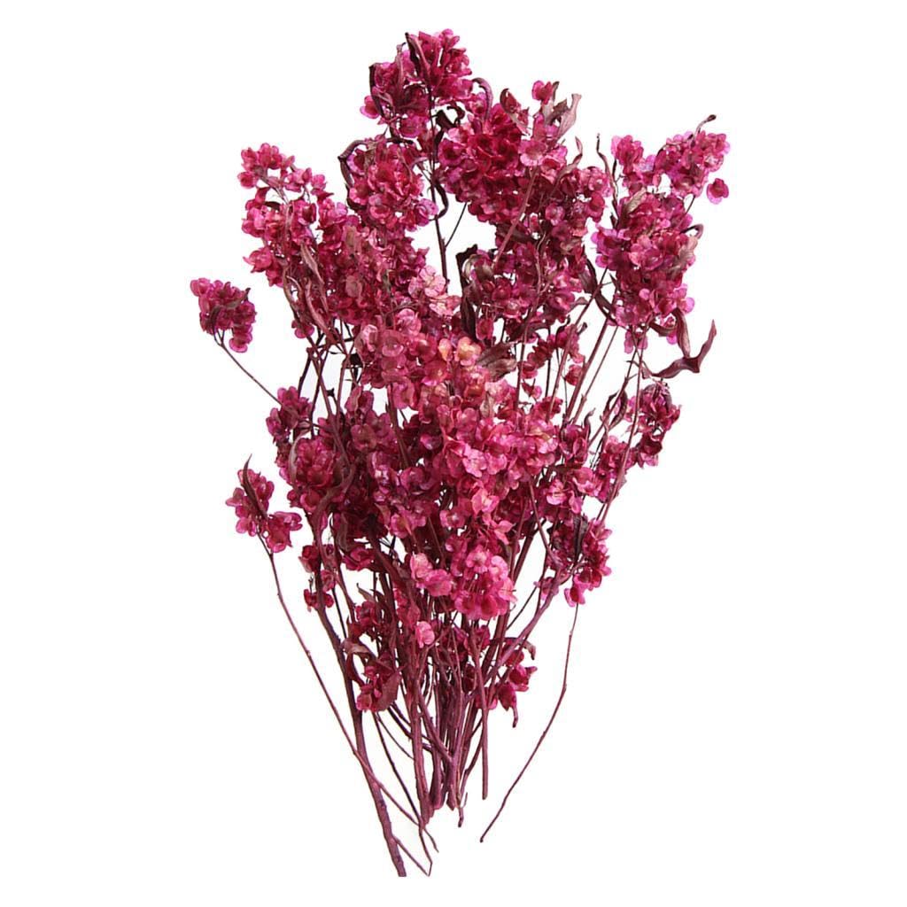 SNAPPSY Dried Flower Bouquet Wedding Party Kitchen Plant Stem Bunch Dodonaea Viscosa Rose Red-image-20