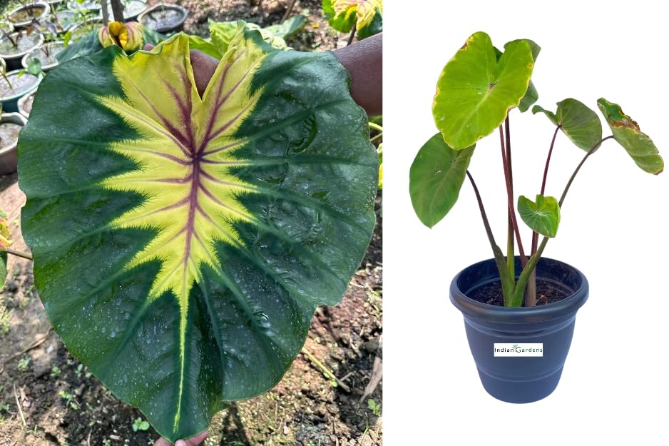 Indian gardens - Colocasia Light Pillar Indoor Plant (B0CTFB3D96) Amazon Price History, Amazon Price Tracker