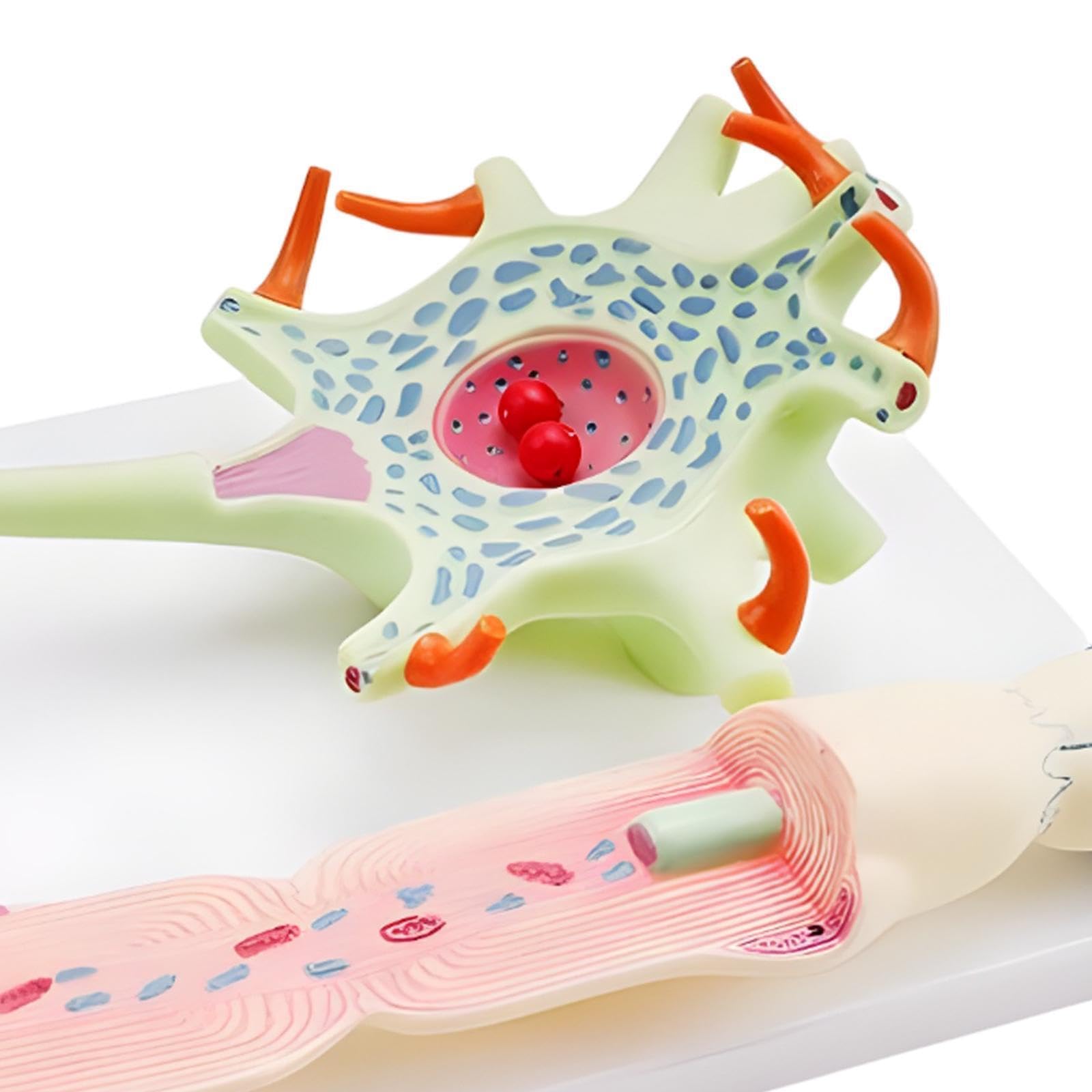Neuronales Zellmodell zeigt strukturell Nervenzellen, Dendriten und