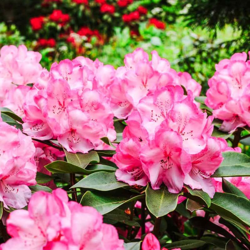 YOKEBOM Light Pink Azalea