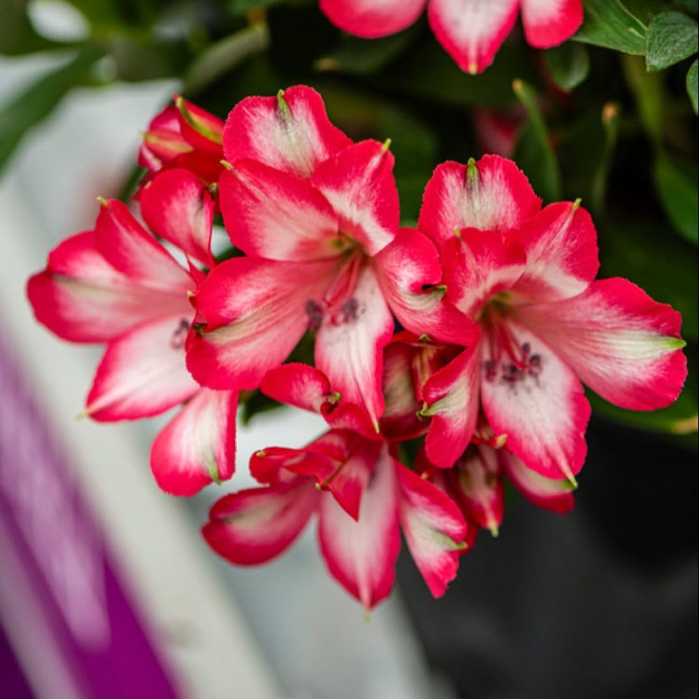 1 Alstroemeria 'Inticancha Mirabel' Jumbo Plug Plants - Peruvian Lily Plants for Patio Pots, Borders & Cut Flowers - Hardy Perennial, Compact, Long-Flowering, Heat-Tolerant by Thompson and Morgan