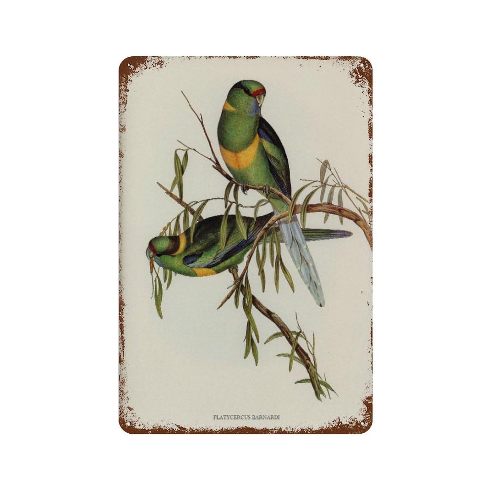 xiaoxiaoshen Vintage Bird Watercolor Painting, Barnard's Parakeet, Home Decor Wall Decor Art Metal Tin Poster Modern Home Decor Art Home Bar Shop Decorations Vintage Sign 30x20cm