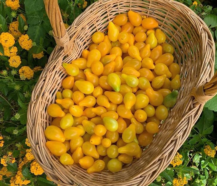 Miniatura 3 de TomorrowSeeds - Semillas de tomate de pera amarilla - Más de 100 unidades - para plantar tomates bebés dorados indeterminados, lágrima naranja,