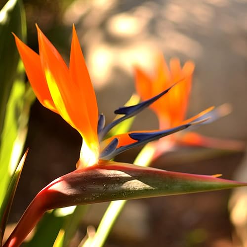Miniatura 4 de 2 plantas vivas de pájaro naranja del paraíso árboles para interiores y exteriores, plantas de jardín, paquete de 2 unidades, maceta de 2 pulgadas