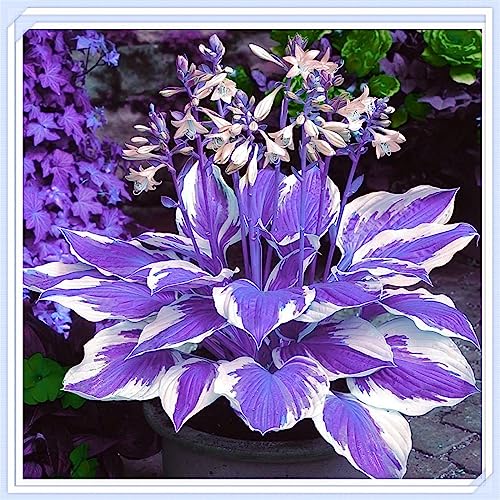 Iris Elephant Ear Peony Canna Lily Hosta Plants Amaryllis Lily