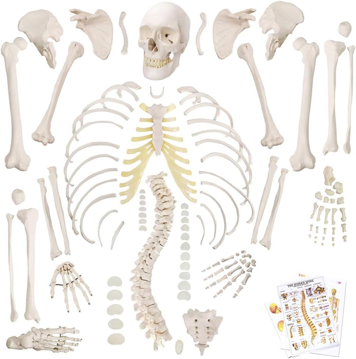 Rozczłonkowany model szkieletu ludzkiego naturalnej wielkości do badań anatomicznych – szkielet z PVC całego ciała, 1 zestaw
