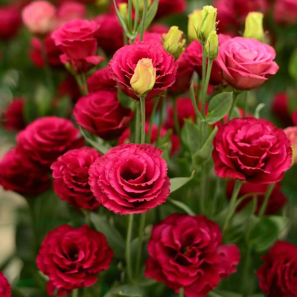 150 Rosa Eustoma Samen - Winterharte Lisianthus Blumen Für Garten