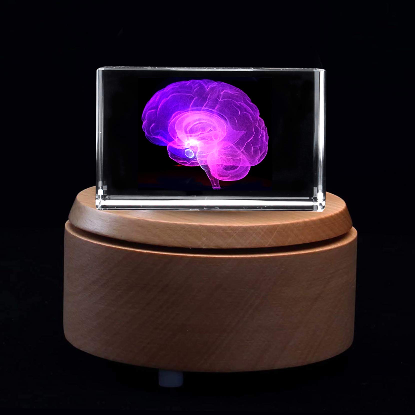 Amazon.com: 3D Human Brain Anatomical Model Paperweight