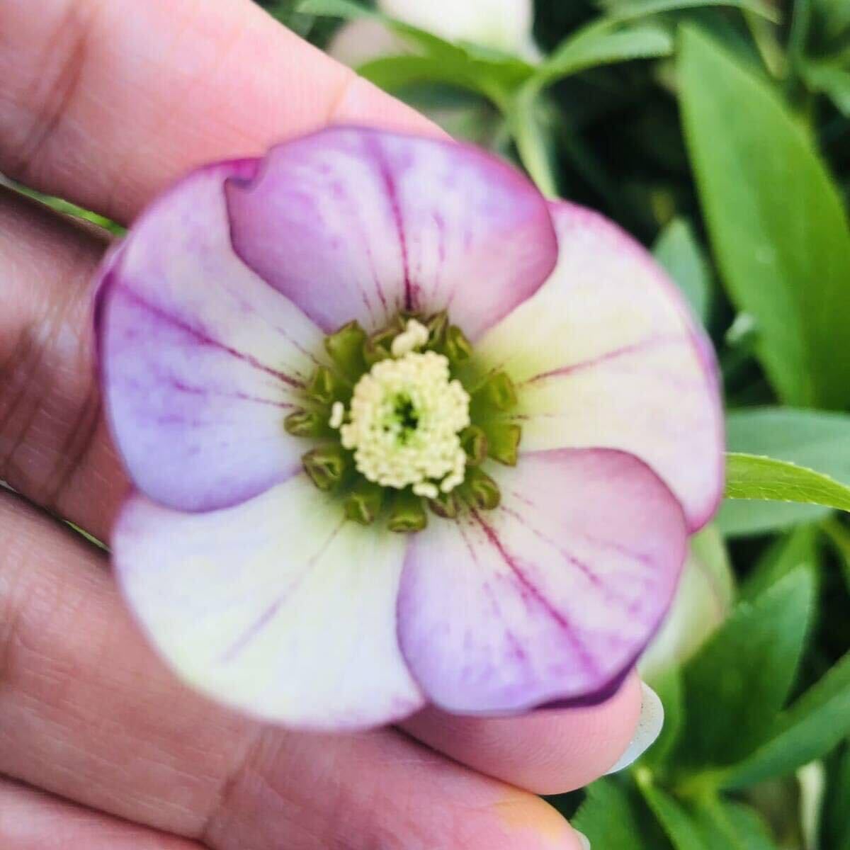 Amazon.co.jp: 20本 クリスマスローズ 20本 ミニ 抜き苗 : ホビー