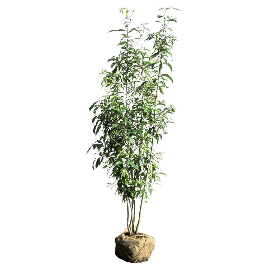 「リース@即購入⭕️緑背景は8/31まで」販売 Ninja ZX-4Rシリーズ全色展示中です！即納可能！| BDSバイクセンサー