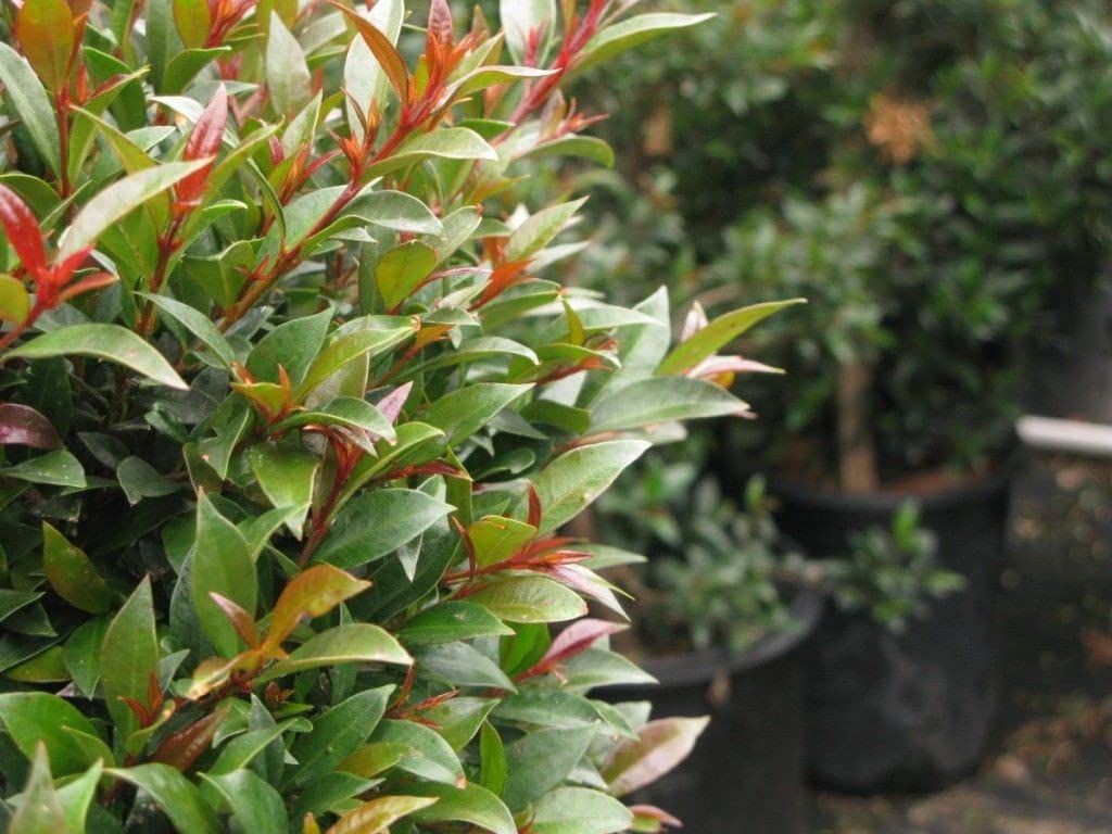OhhSome Eugenia Red Leaf Colour Changing Orange-Red To Yellow Pale Green And Then Dark (Healthy Live Plant) (B09QT3JDPY) Amazon Price History, Amazon Price Tracker