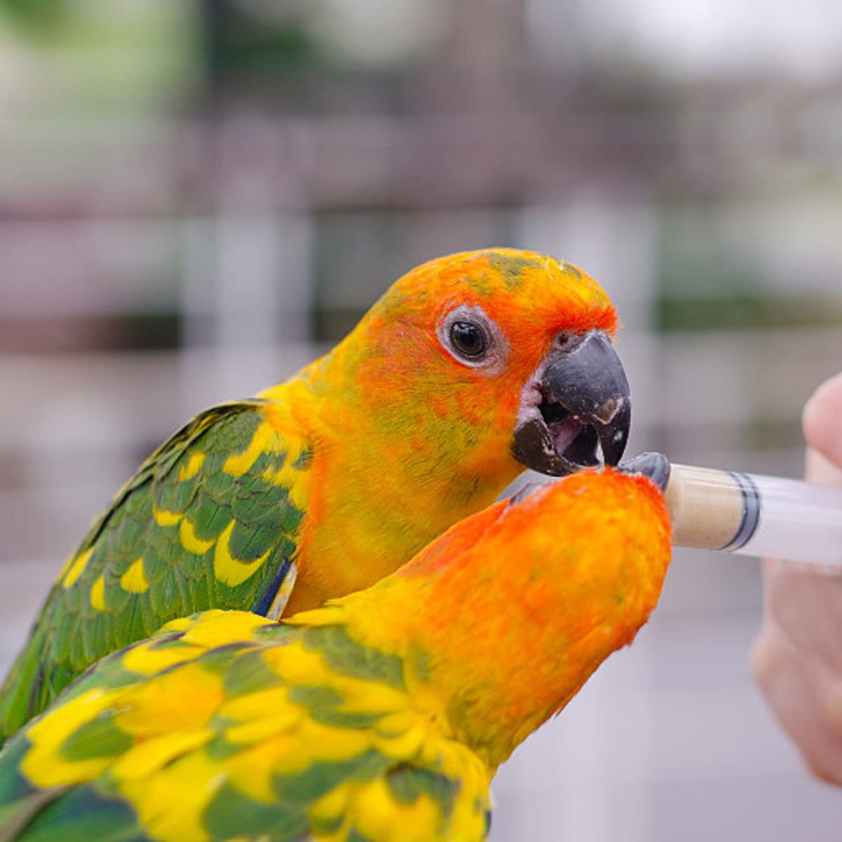 2 pezzi Siringa di Alimentazione Tubi di Alimentazione per Uccellini Siringa di Alimentazione Manuale per Pappagallo Baby Bird Parrot Siringa Manuale per Latte e Medicine per Uccellini Malati