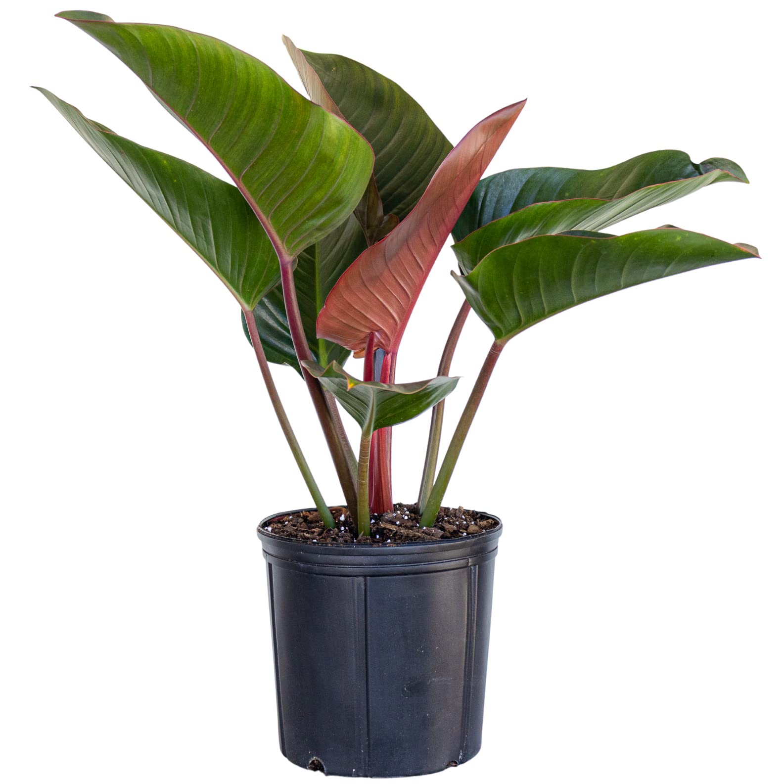 United Nursery Philodendron Red Congo 28-32 inch tall live indoor plant in 10 inch pot