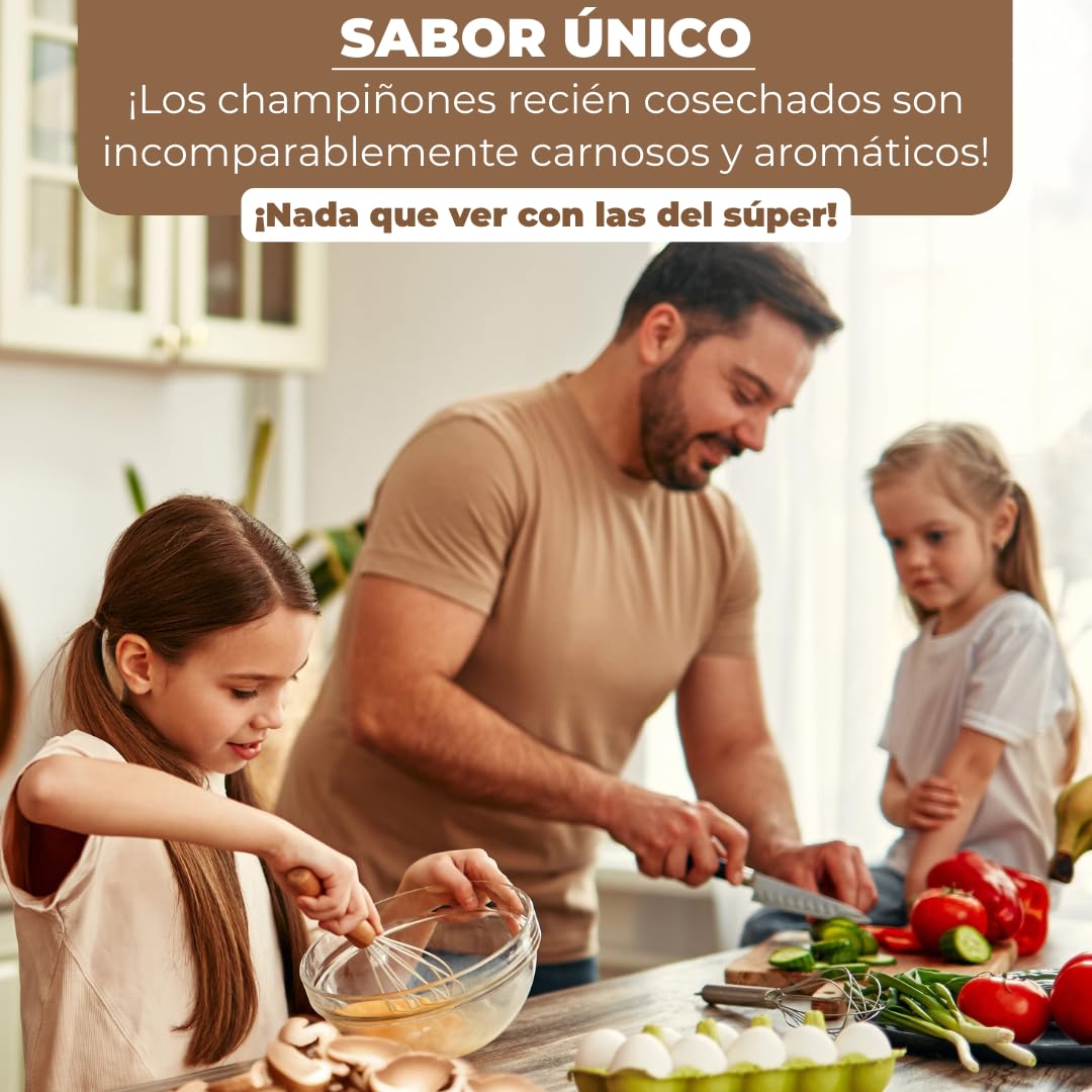 Hawlik Pilzbrut - Juego de cultivo XXL - 2 cajas de cría de champiñon portobello - setas autocultivo - fácil de cultivar champiñones - sin conocimientos previos - kit cultivo setas