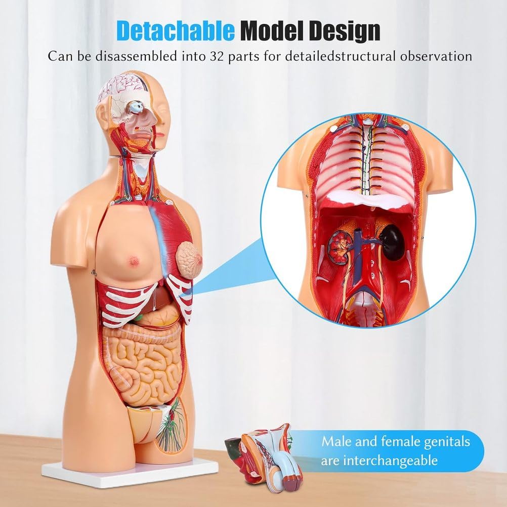 85Cm Model Anatomiczny Układu Narządów Tułowia Człowieka 25 Części Medyczny Tułów Narządy Wewnętrzne Model Anatomiczny Mięśni Model Połowy Ciała