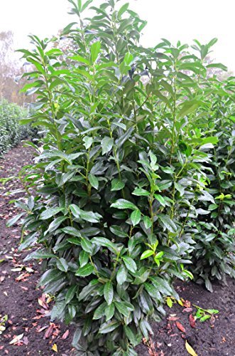 immergrner Kirschlorbeer Prunus laurocerasus Genolia -R- 80-100 cm hoch im  7,5 Liter Pflanzcontainer : Amazon.de: Garten