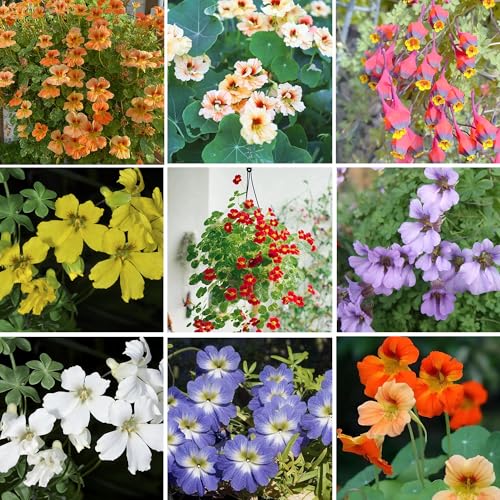 Mixrug Mixed Nasturtium Seeds for Planting, 300pcs Rare Climbing Nasturtium Flower Seeds, Non-GMO Heirloom Beauty Home Garden Blooms Flowers Plants for Outdoors Indoors