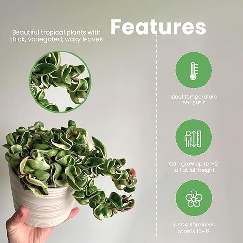 Miniatura 4 de American Plant Exchange Hoya Paquete de 3 plantas vivas, tres macetas de 4 pulgadas, plantas de interior purificadoras de aire seleccionadas a mano