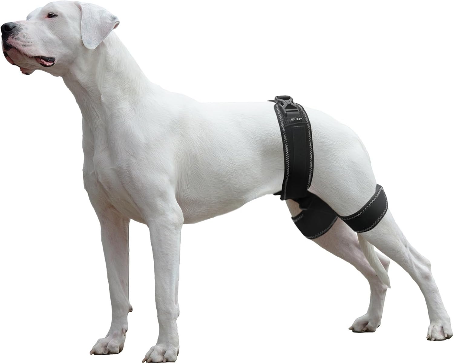 CHAMIN Dog Hip Brace – Support Harness for Hip Dysplasia, Joint Pain Relief, Prevents Hip Joint Issues, Orthopedic Support for Dogs(Large)