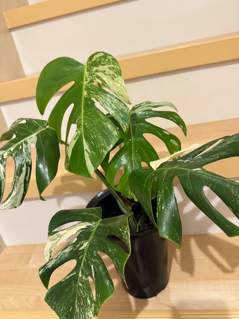 モンステラ デリシオーサ 斑入り ボルシギアナ 4寸サイズ R】鉢植え