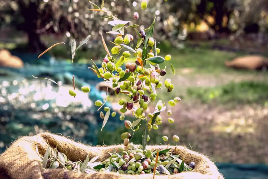 Miniatura 4 de Portus Ibericus - Aceite de oliva virgen extra orgánico, Origen Portugal, (16.9 onzas líquidas, 16.9 fl oz) (16.9 fl oz)